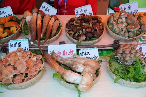 云南武定美食农特产品推介与火把节宣推活动即将亮相昆明